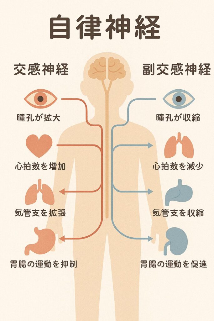 流山市 自律神経 不眠 鍼灸
